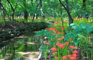 함양 상림공원 ‘추석에는 상림에서 꽃무릇과 함께 힐링해요’