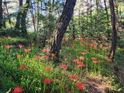 함안 백이산 ‘붉은 꽃무릇’ 만개 관람객 맞아