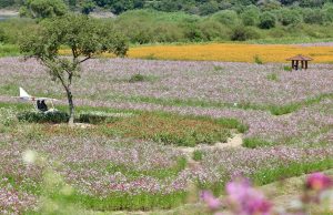 함안군 악양둑방, 코스모스 만개 관광객 발길 이어져