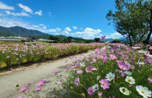 홍천 서석면코스모스축제, 10월 4일부터 개최