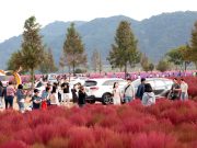 의령군 호국의병의 숲, 댑싸리와 황화코스모스 장관