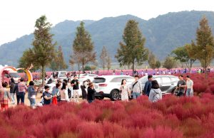 의령군 호국의병의 숲, 댑싸리와 황화코스모스 장관