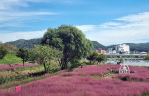 안동 낙동강변에 가을꽃의 향연이 펼쳐진다