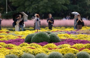고양 일산호수공원에서 ‘2024가을꽃축제’ 개최