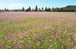 담양군, 가을의 전령사 코스모스 나들이객 유혹손짓