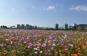 무안군, 가을 정취 물씬 코스모스 즐기러 남악신도시로 오세요