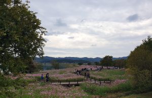 무안 몽탄면 코스모스 축제 성황리 개최