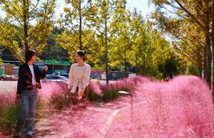 보성군, 미세먼지 차단 숲에 분홍빛 물결 펼쳐져