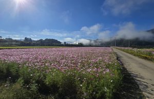 깡통열차 타고 서석 코스모스 꽃길 달려보자