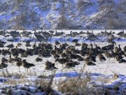 고양시 장항습지, 2024년 환경부 생태관광지역 선정