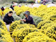 의령 칠곡면 신포리에 핀 샛노란 감국화