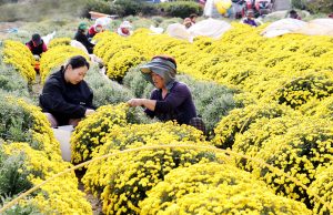 의령 칠곡면 신포리에 핀 샛노란 감국화