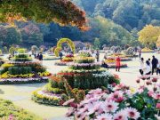청남대, 늦은 국화․단풍 절정에 행락객들 ‘북적’