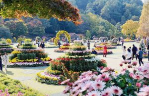 청남대, 늦은 국화․단풍 절정에 행락객들 ‘북적’
