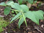 충남, 선백미꽃 등 희귀·특산식물 복원 추진