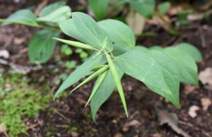 충남, 선백미꽃 등 희귀·특산식물 복원 추진