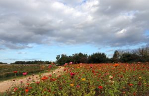 ‘인덕산 자연마당’ 포항 억새 명소로 인기