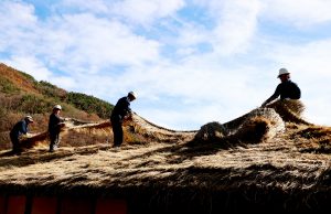 의령 잊혀 가는 초가지붕 이엉 잇기 작업 한창