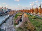 산책하기 좋은 포항운하 수변공원, 초화류 만발 눈길