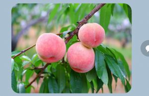 청주시 청원생명복숭아, 저탄소 인증 획득