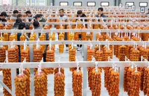 지리산 함양의 명품 곶감, 초매식 갖고 본격 출하