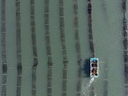 최강 한파에도 김 수확에 한창인 어부들