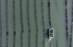 최강 한파에도 김 수확에 한창인 어부들