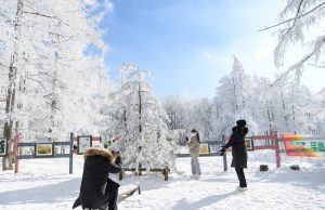 정선군, ‘겨울 설경 뽐내는 천상의 화원 만항재’