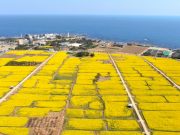 봄소식 전하는 노란 물결 활짝…내달 5일 호미반도 유채꽃 개장식 열려