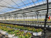 교량 봄꽃 전시로 눈이 즐거운 밀양시