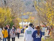 이천백사산수유꽃축제, 차분한 분위기 속에 개최