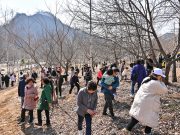 정선군, 2025 동강할미꽃 축제 개최