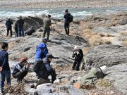 정선 동강할미꽃 축제 성황리 개최