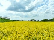 노랗게 물든 유채꽃 절경…봄빛 따라 걷는 힐링 산책길