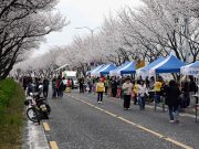 밀양 가곡동 벚꽃길 축제 및 동민노래자랑 개최