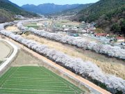 창녕군, 벚꽃 절정 맞아 봄꽃 향연 펼쳐져