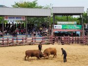 창녕군, 제21회 창녕 전국 민속소 힘겨루기대회 성황리 개최