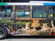 청주시, ‘사자’ ‘바람이’ 버스 타고 청주랜드 오세요”