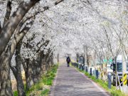 함안에서 봄 산책, 마음이 활짝 피었습니다”