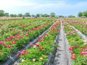 함안군, 제3회 칠서 생태공원 청보리·작약 축제 개최