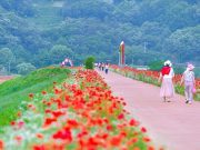 함안 악양둑방, 양귀비와 안개꽃 장관…초여름 꽃길에 발길 이어져