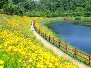 ‘함안 악양생태공원’, 샤스타데이지와 금계국의 향연… 인생 사진 명소로 각광
