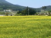 장흥 안양 기산, 황금빛 유채꽃 물결로 봄 정취 물씬