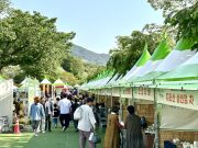 하동야생차문화축제, 지역축제의 새로운 모델로 정착