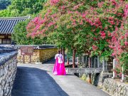 배롱나무꽃 붉게 물든 고려동 유적지, 역사와 자연 어우러진 여름 풍경