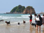 태안군, 반려동물과 함께하는 가을 여행 축제 열린다