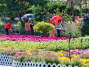 태안, 가을의 시작 알리는 꽃 향연