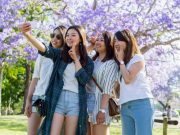 호주 시드니, 보랏빛 물결로 물드는 자카란다 시즌 개막