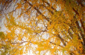 전통의 심장, 종로에서 케이팝의 영혼을 만나다