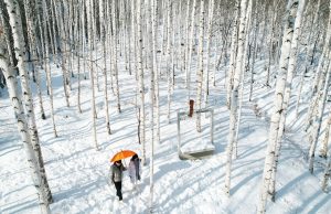 영양 자작나무숲, 국립 치유의 숲·산촌명품화로 글로벌 관광지 도약